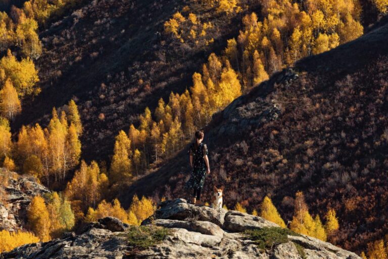 brown trees on mountain with dog