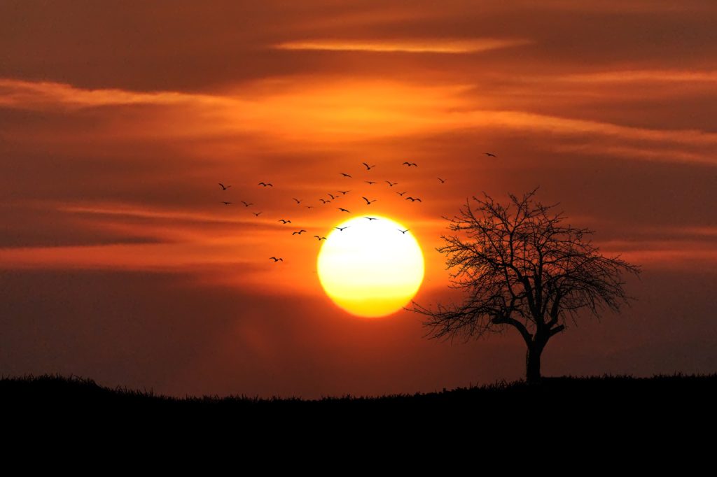 sunset tree